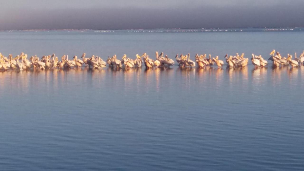 Haus Schaaf B&B Walvis Bay Esterno foto